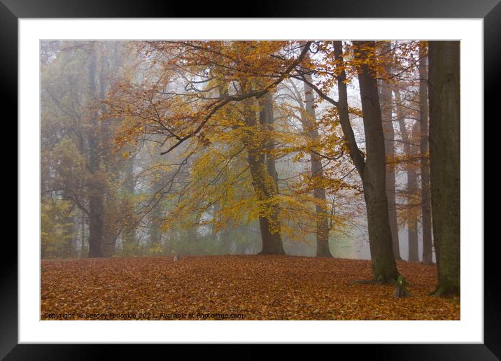 Autumn fog in forest. Framed Mounted Print by Sergey Fedoskin