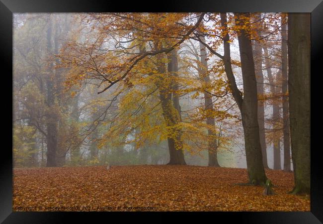 Autumn fog in forest. Framed Print by Sergey Fedoskin