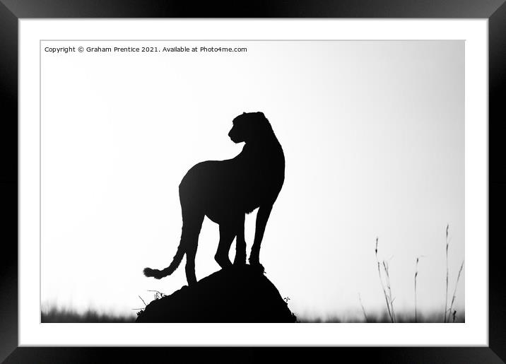 Cheetah Silhouette Framed Mounted Print by Graham Prentice