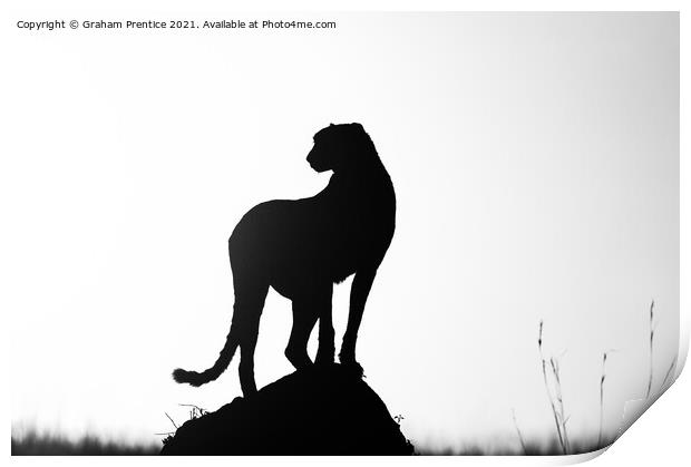 Cheetah Silhouette Print by Graham Prentice
