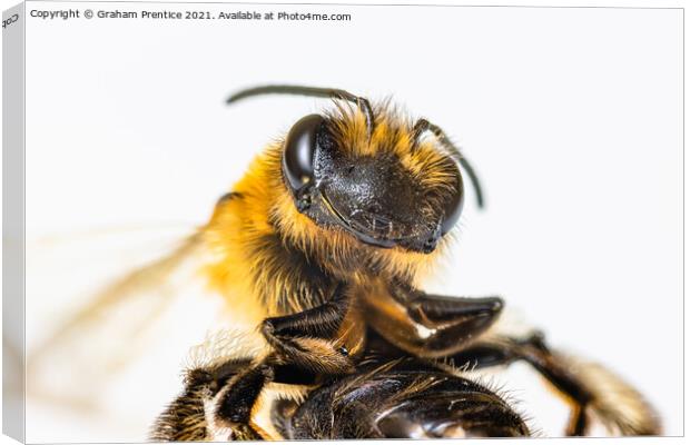 Red Mason Bee Canvas Print by Graham Prentice