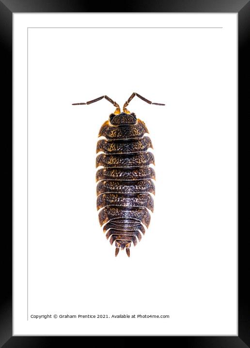Common Shiny Woodlouse Framed Mounted Print by Graham Prentice