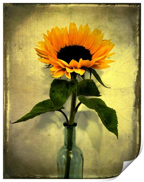 vintage sunflower Print by Heather Newton