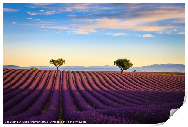 Lavender fields in the early morning Valensole Pla Print by Chris Warren