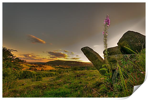 Foxgloves above Uppermill Print by Jeni Harney