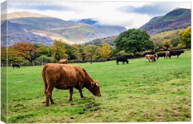 Cattle Grazing in Snowdonia Countryside Canvas Print by Pearl Bucknall