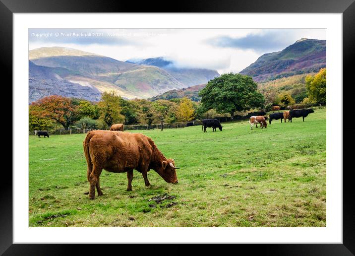 Cattle Grazing in Snowdonia Countryside Framed Mounted Print by Pearl Bucknall