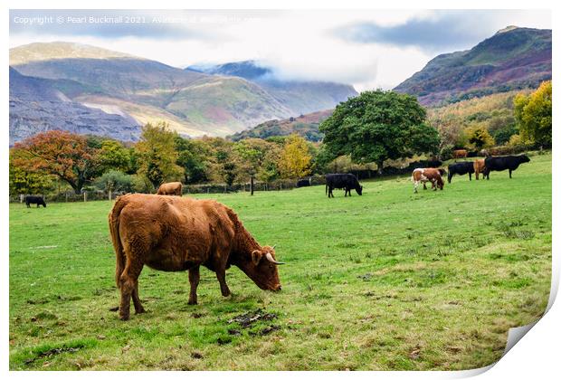 Cattle Grazing in Snowdonia Countryside Print by Pearl Bucknall