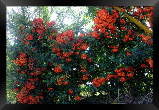 Red berries of Sicily in Italy Framed Print by Andy Huckleberry Williamson III