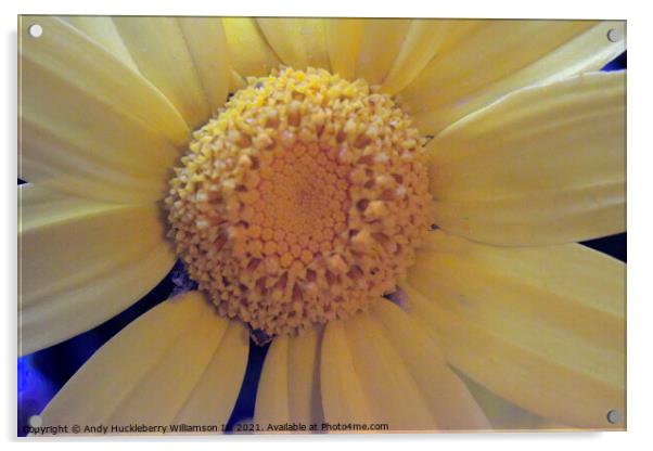Blurry yellow daisy Acrylic by Andy Huckleberry Williamson III