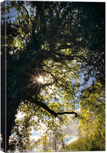Sunburst through Oak Tree Canvas Print by Stephen Hamer