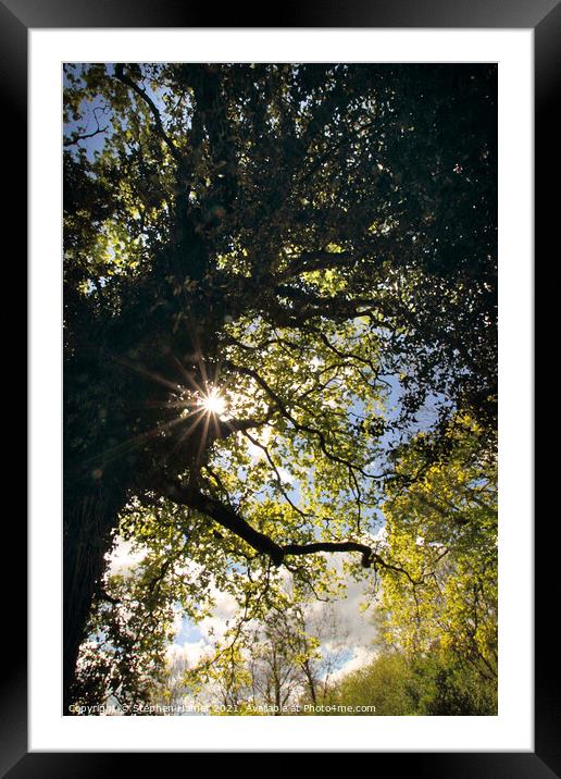 Sunburst through Oak Tree Framed Mounted Print by Stephen Hamer