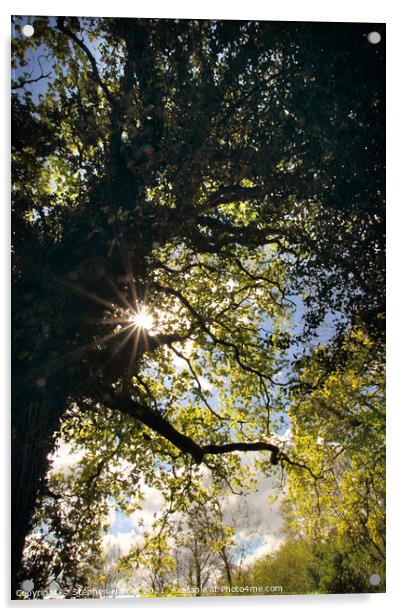 Sunburst through Oak Tree Acrylic by Stephen Hamer