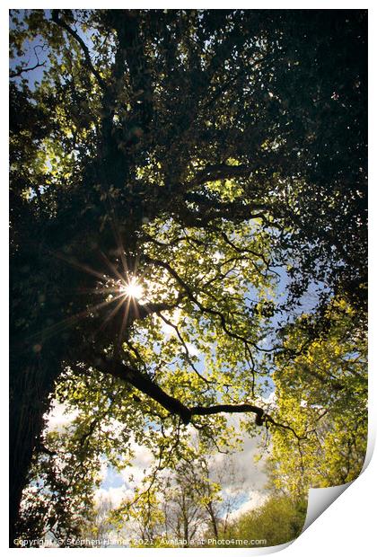 Sunburst through Oak Tree Print by Stephen Hamer