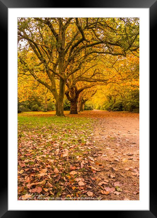 Autumn trees. Framed Mounted Print by Phil Longfoot