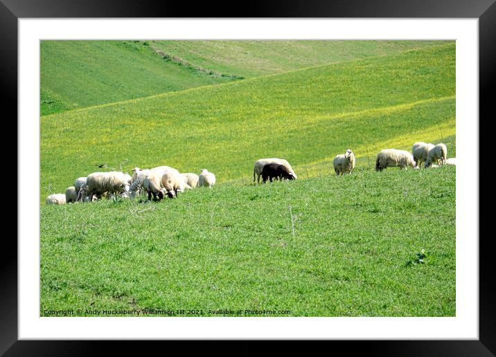 Herd of sheep in countryside, Sicily, Italy Framed Mounted Print by Andy Huckleberry Williamson III