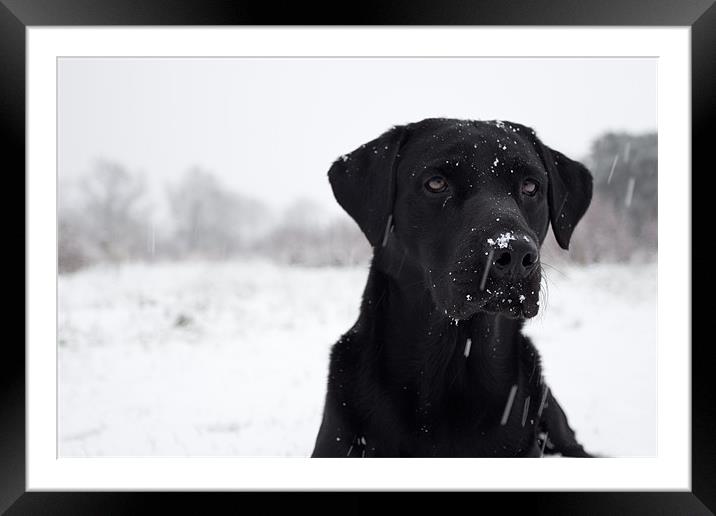 Snow Business - Black Labrador Framed Mounted Print by Simon Wrigglesworth