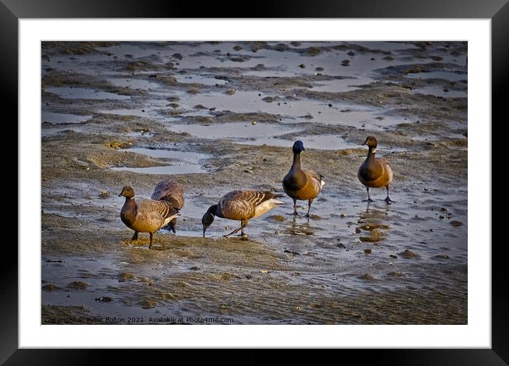 Dark Bellied Brent Geese on the foreshore at the Garrison, Shoeburyness, Essex, UK. Framed Mounted Print by Peter Bolton