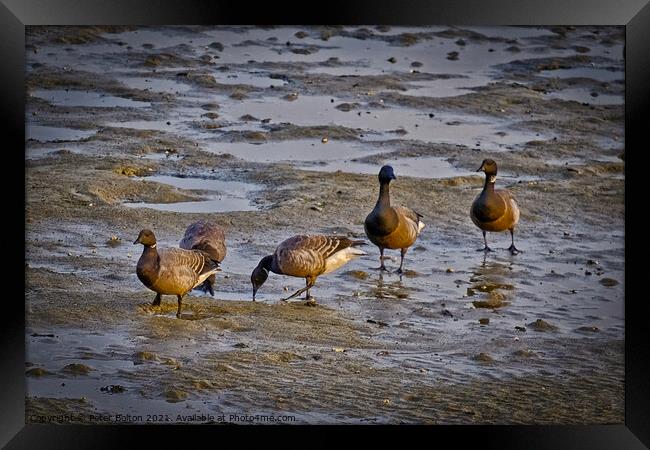Dark Bellied Brent Geese on the foreshore at the Garrison, Shoeburyness, Essex, UK. Framed Print by Peter Bolton