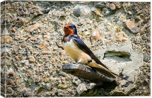 Swallow standing on a bracket on a wall at the Garrison, Shoeburyness, Essex. Canvas Print by Peter Bolton