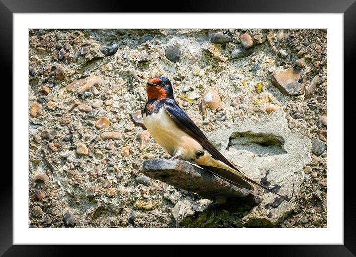 Swallow standing on a bracket on a wall at the Garrison, Shoeburyness, Essex. Framed Mounted Print by Peter Bolton
