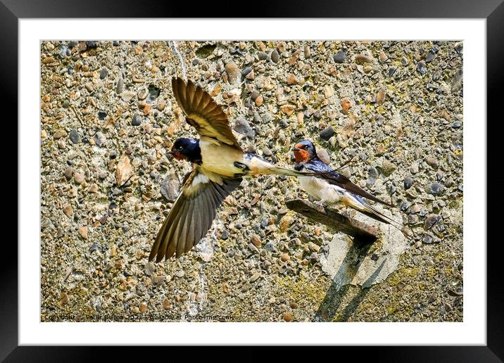 Swallow standing on a bracket on a wall while another takes flight at the Garrison, Shoeburyness, Essex. Framed Mounted Print by Peter Bolton