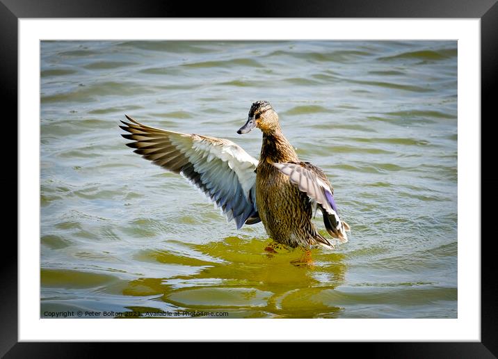 A mandarin duck lands on the lake at Gunners Park, Shoeburyness, Essex. Framed Mounted Print by Peter Bolton