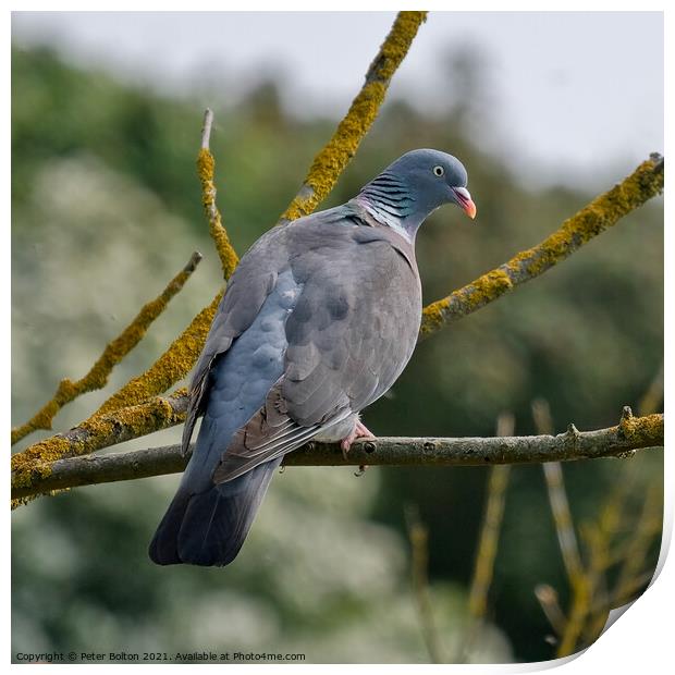 Wood Pigeon at Gunners Park Nature reserve, Shoeburyness, Essex, UK. Print by Peter Bolton