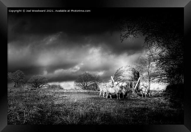 Stormy Sky Sheep Framed Print by Joel Woodward