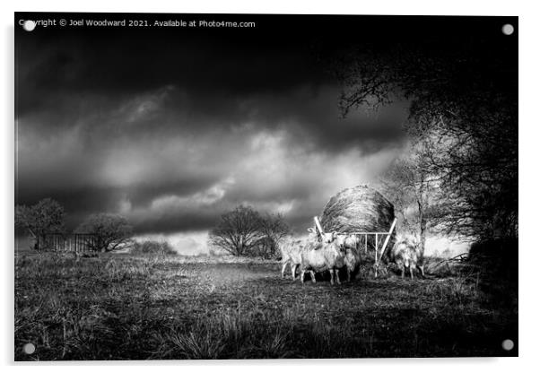 Stormy Sky Sheep Acrylic by Joel Woodward