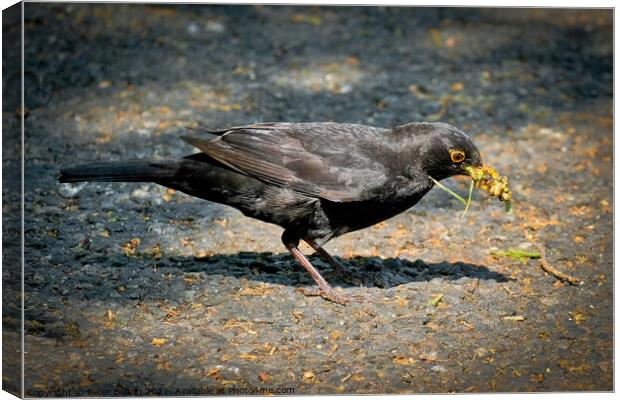 A blackbird with a collection of foraged food in its beak. Shoeburyness, Essex, UK. Canvas Print by Peter Bolton