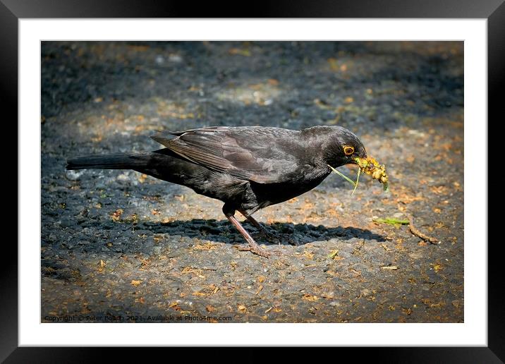 A blackbird with a collection of foraged food in its beak. Shoeburyness, Essex, UK. Framed Mounted Print by Peter Bolton