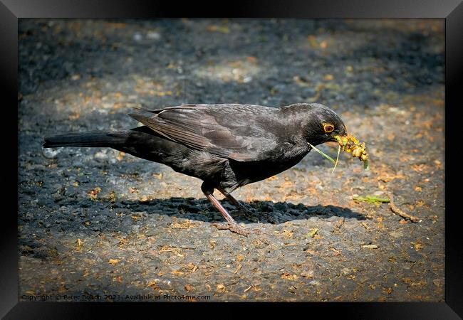 A blackbird with a collection of foraged food in its beak. Shoeburyness, Essex, UK. Framed Print by Peter Bolton