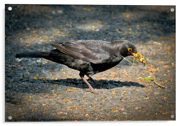 A blackbird with a collection of foraged food in its beak. Shoeburyness, Essex, UK. Acrylic by Peter Bolton