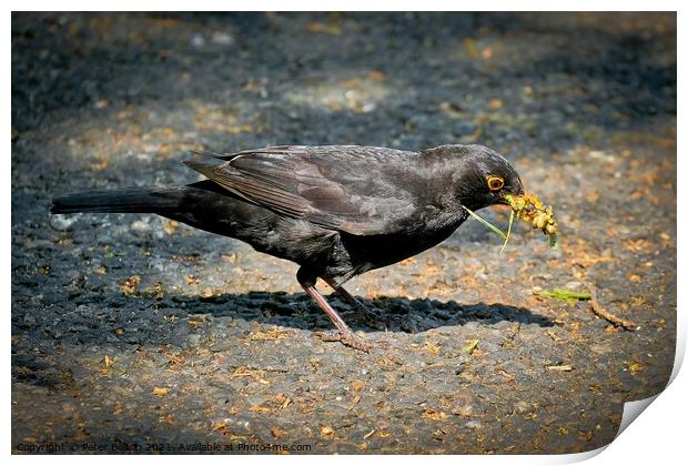 A blackbird with a collection of foraged food in its beak. Shoeburyness, Essex, UK. Print by Peter Bolton