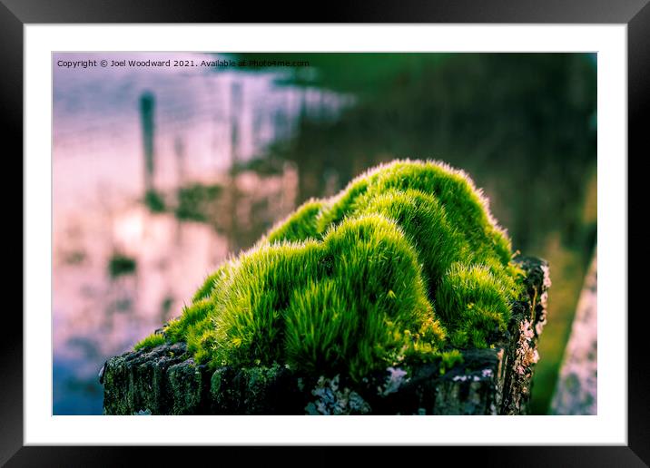 Close Up Green Moss  Framed Mounted Print by Joel Woodward