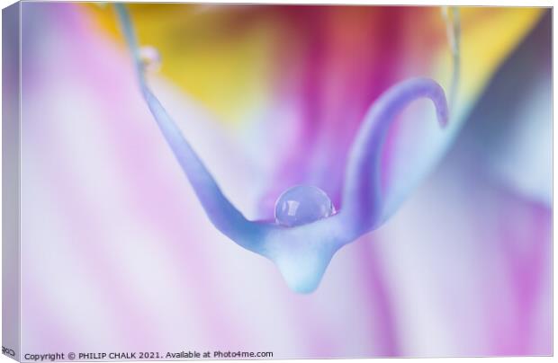 Single water droplet on a delicate Orchid 91 Canvas Print by PHILIP CHALK