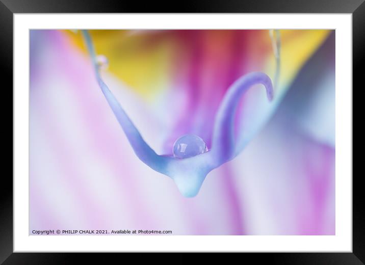 Single water droplet on a delicate Orchid 91 Framed Mounted Print by PHILIP CHALK