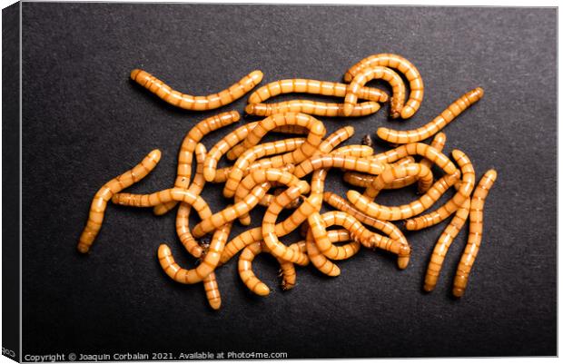 Group of golden mealworms viewed from above moving on a dark bac Canvas Print by Joaquin Corbalan
