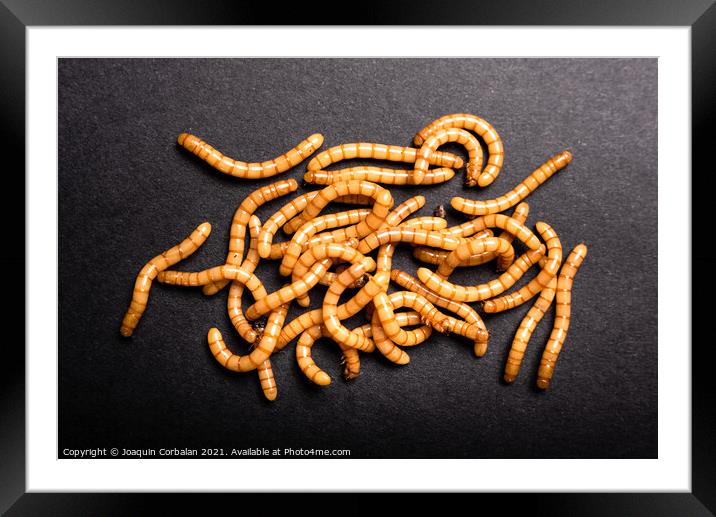 Group of golden mealworms viewed from above moving on a dark bac Framed Mounted Print by Joaquin Corbalan