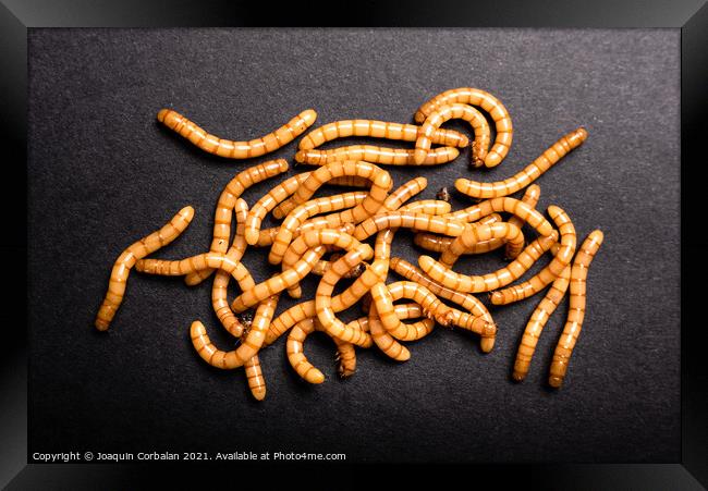 Group of golden mealworms viewed from above moving on a dark bac Framed Print by Joaquin Corbalan