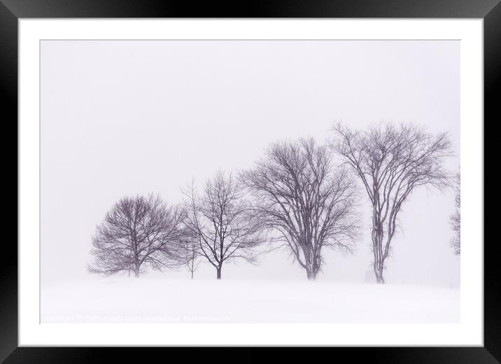 Winter trees on the Plains of Abraham Framed Mounted Print by Colin Woods