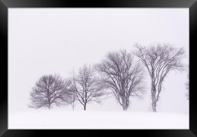 Winter trees on the Plains of Abraham Framed Print by Colin Woods
