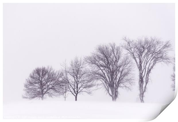 Winter trees on the Plains of Abraham Print by Colin Woods
