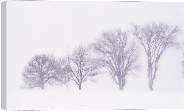 Trees silhouetted in a blizzard on the Plains of Abraham Canvas Print by Colin Woods