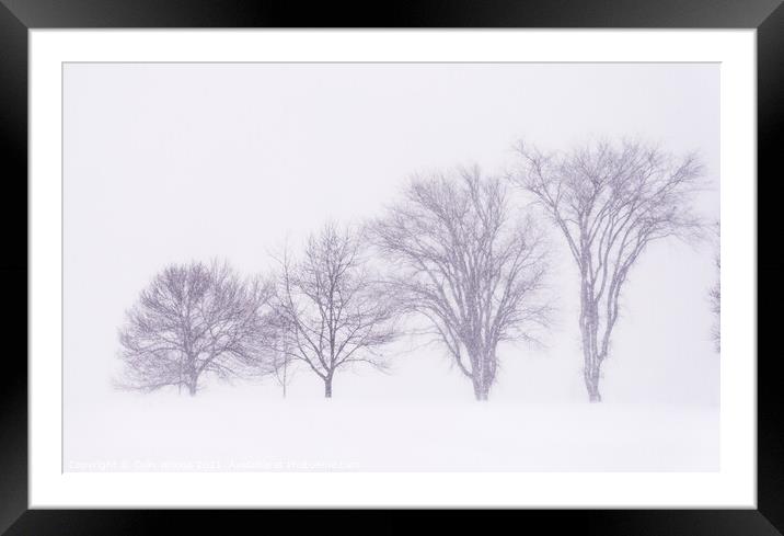 Trees silhouetted in a blizzard on the Plains of Abraham Framed Mounted Print by Colin Woods