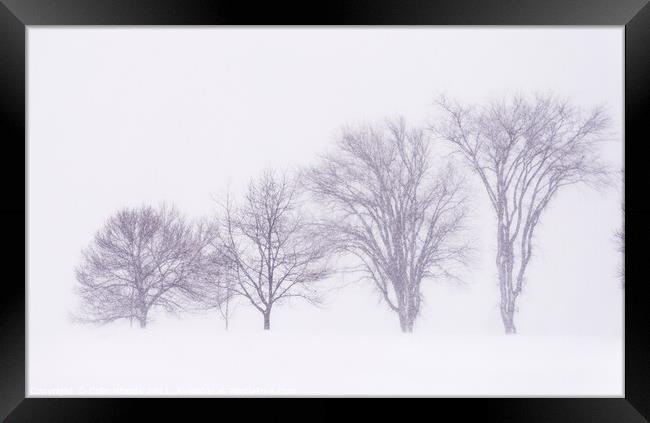Trees silhouetted in a blizzard on the Plains of Abraham Framed Print by Colin Woods