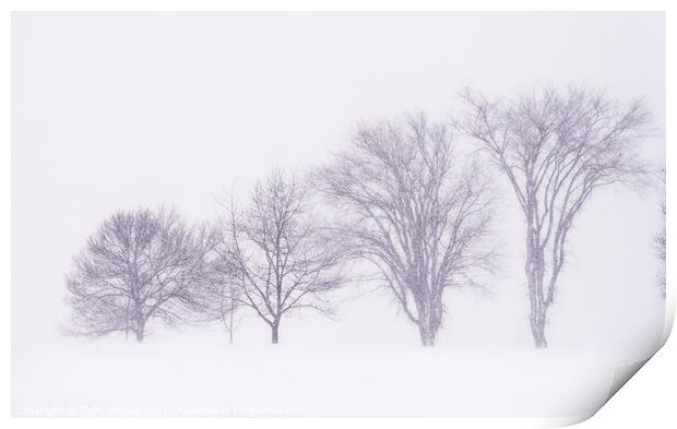 Trees silhouetted in a blizzard on the Plains of Abraham Print by Colin Woods