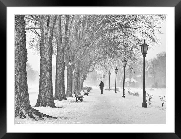 A man walking along a path by a row of mature maples on the Plains of Abraham, Quebec City, Canada Framed Mounted Print by Colin Woods