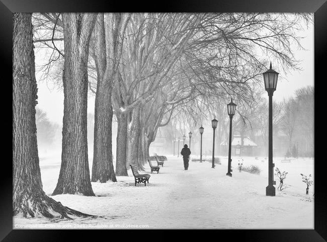 A man walking along a path by a row of mature maples on the Plains of Abraham, Quebec City, Canada Framed Print by Colin Woods